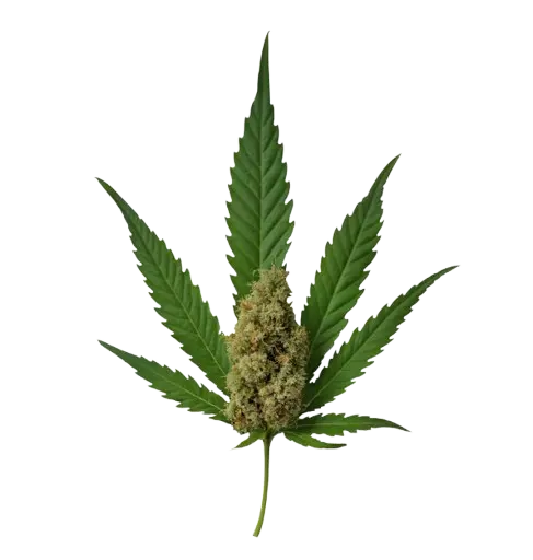 Nuvana-CBD-fleur-de-CBD Nuvana CBD fleur de CBD